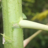 Carica papaya L.